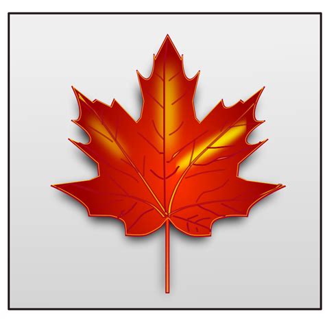 leaf vector|maple leaf graphics free.